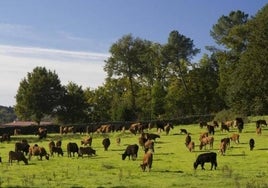 Los graves síntomas de las vacas con enfermedad hemorrágica epizoótica: abortos, cojera, anorexia...