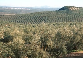 Las exportaciones caen en Córdoba un 10% durante el primer semestre, más que en el conjunto de Andalucía