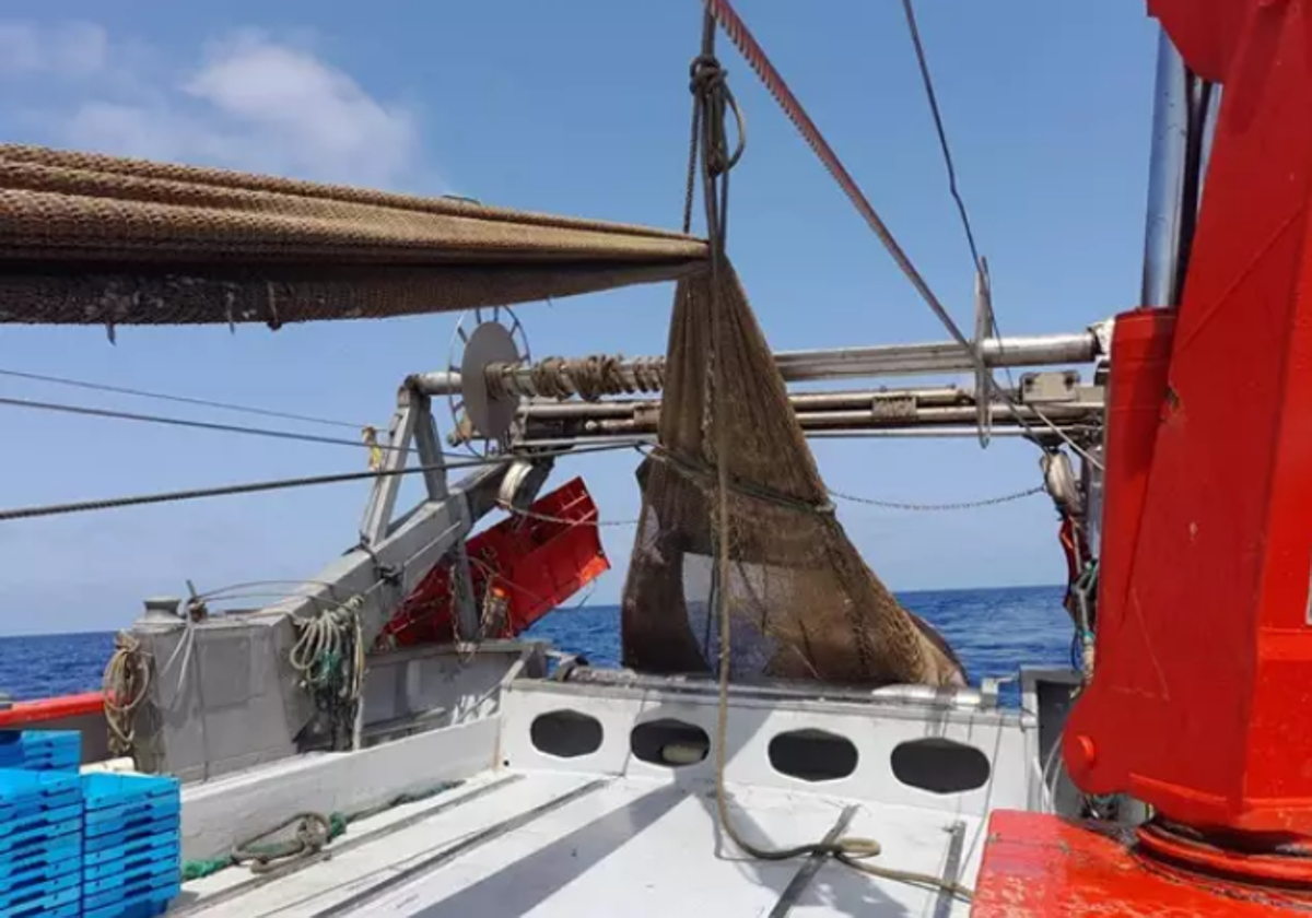 Imagen del tiburón peregrino atrapado y liberado en Jávea (Alicante)