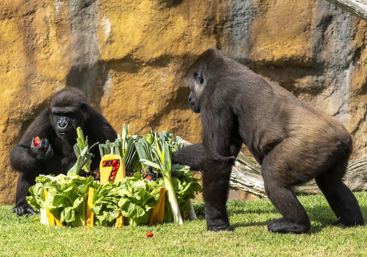 La gorila Virunga celebra su 7º cumpleaños con una fiesta y «vistosas»  tartas en el Bioparc de Valencia