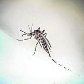Detectados dos ejemplares de mosquito tigre en Vigo