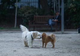 Nueva 'Ley de Bienestar Animal': Estas son las mascotas que se deben notificar a las autoridades antes del 29 de septiembre