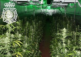 Desmantelan una plantación de marihuana en un remolque con cerca de 500 plantas