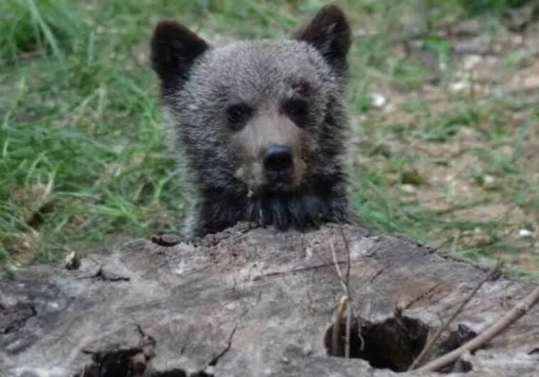 Imagen de archivo de un cachorro de oso