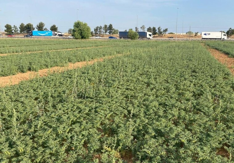 Campo de garbanzos negros en las instalaciones de Imidra en Aranjuez