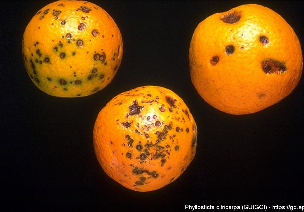 Cítricos infectados con la mancha negra
