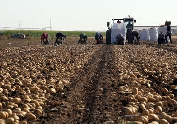 Denuncian que el precio de la patata se multiplica por seis entre el campo y el consumidor