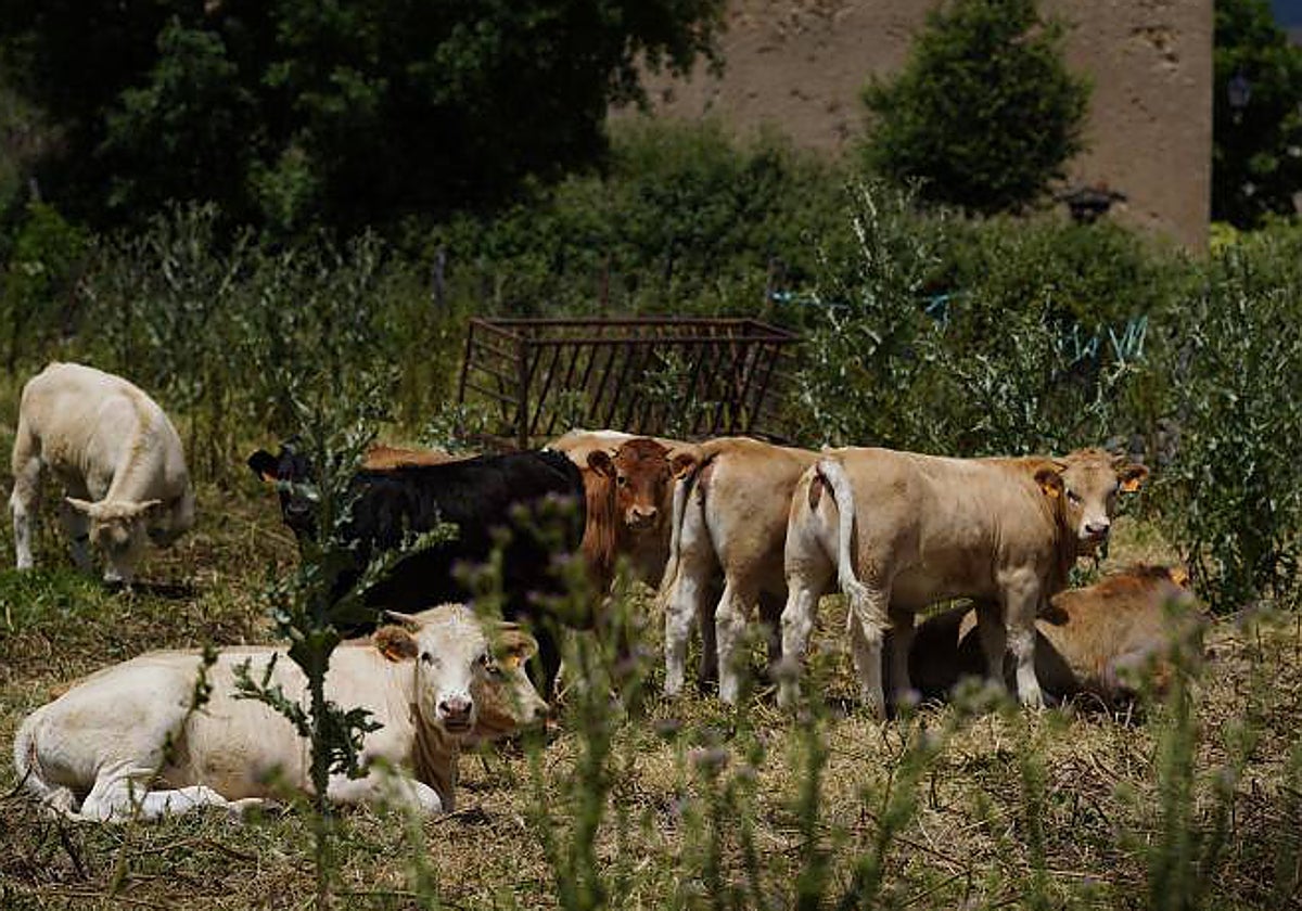 Un grupo de vacas, en una localidad madrileña