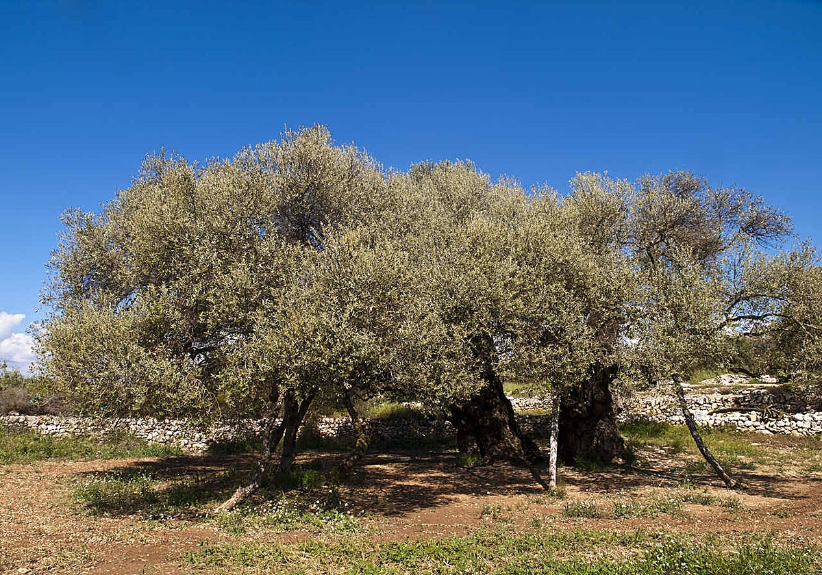 Imagen de un olivar del campo valenciano