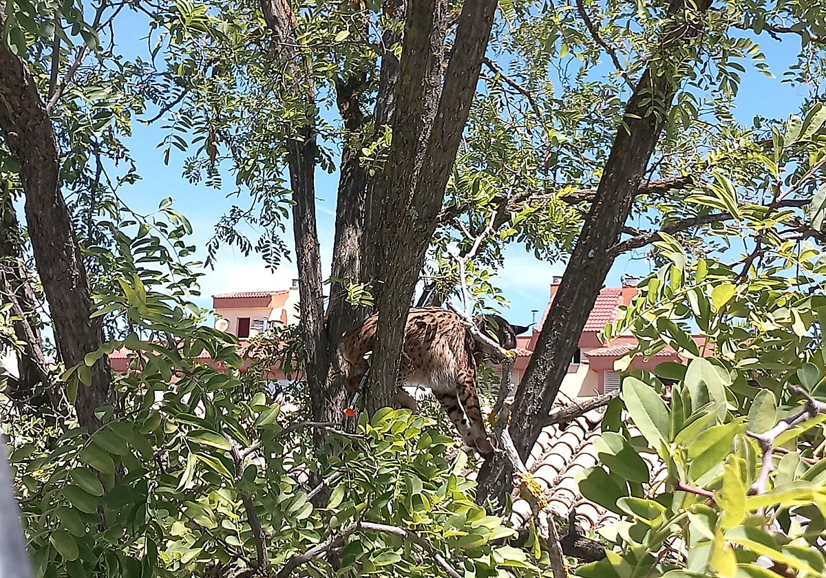 El lince Sotillo en el árbol del que fue rescatado
