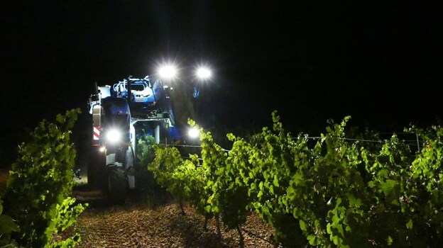 La vendimia nocturna comenzó el 15 de agosto en la DO Rueda con las variedades más tempranas