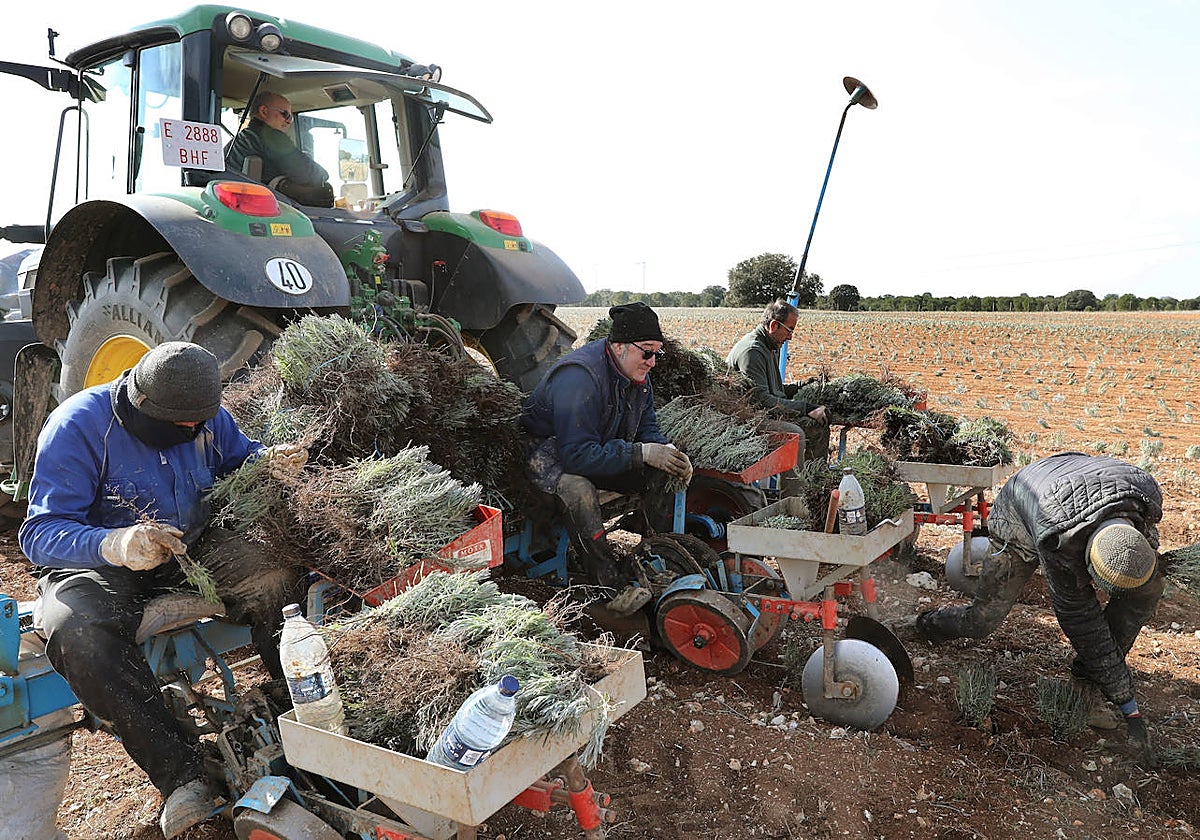Trabajos en una parcela de lavanda en Palencia