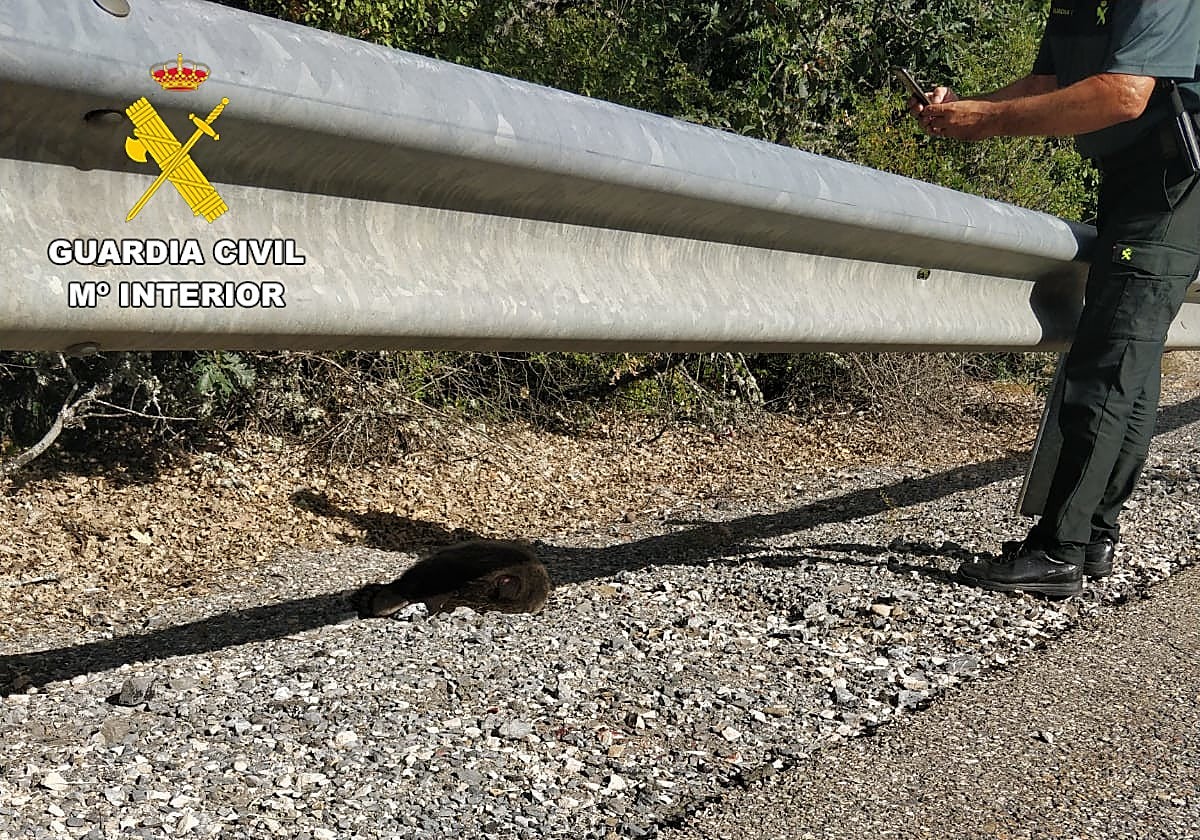 Restos de una cría de oso arrollada hace dos semanas entre León y Palencia