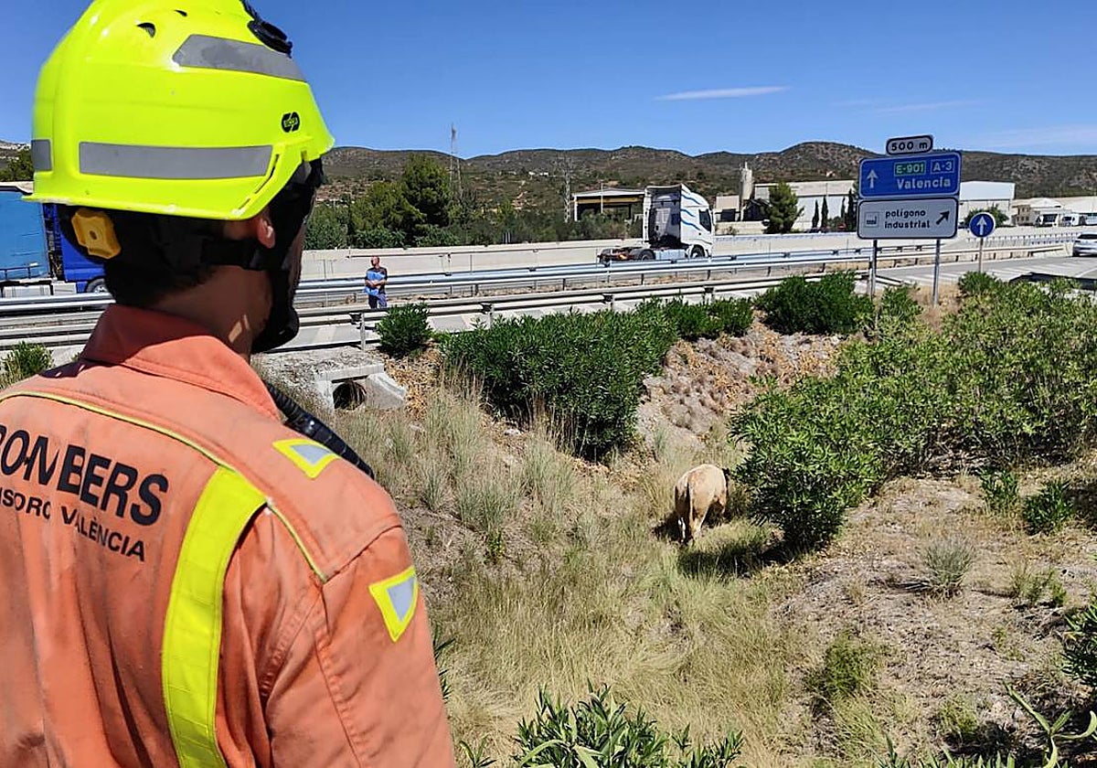 Imagen de los trabajos de los bomberos en la autovía A-3, este lunes, tras el vuelco de un camión que transportaba toros en Buñol (Valencia)