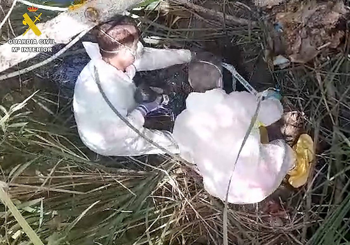 Agentes del Seprona en la poza donde encontraron los cadáveres de los perros