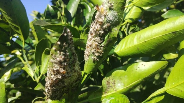 Imagen de la afectación de la mosca blanca a la producción