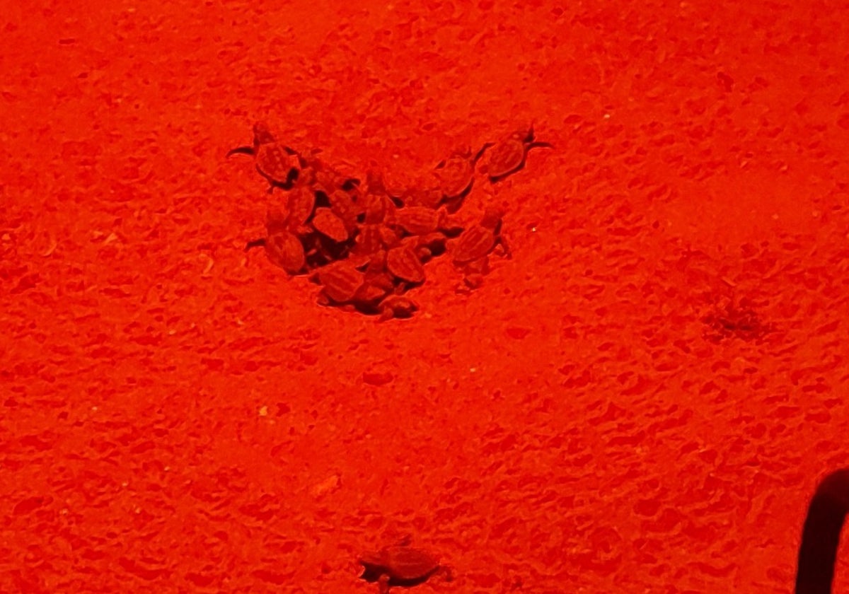 Momento en el que nacen las tortugas en Marbella