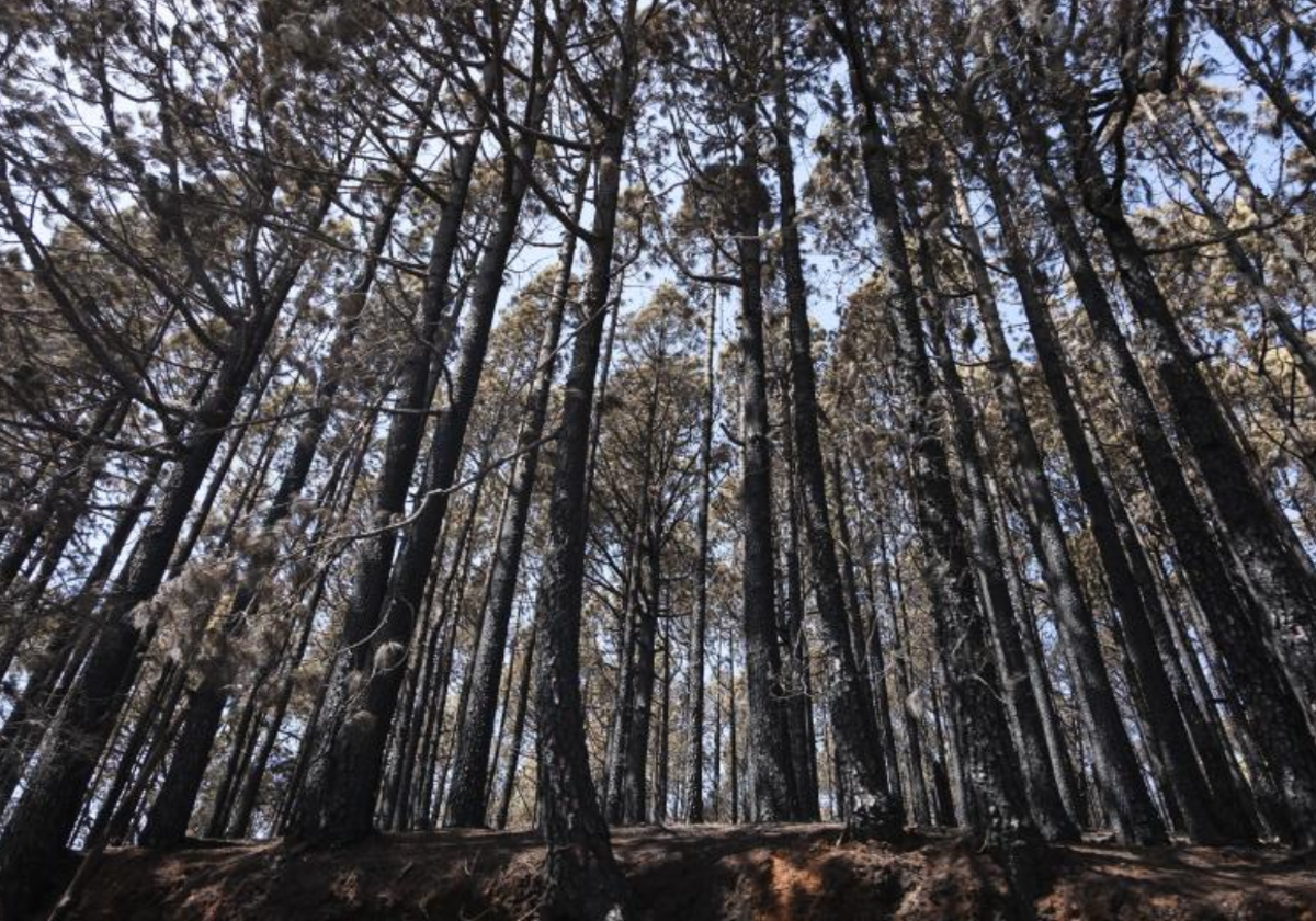 Masa forestal calcinada dentro del Parque Nacional del Teide