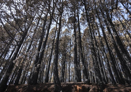 El incendio en Tenerife ha provocado daños por 80,4 millones de euros