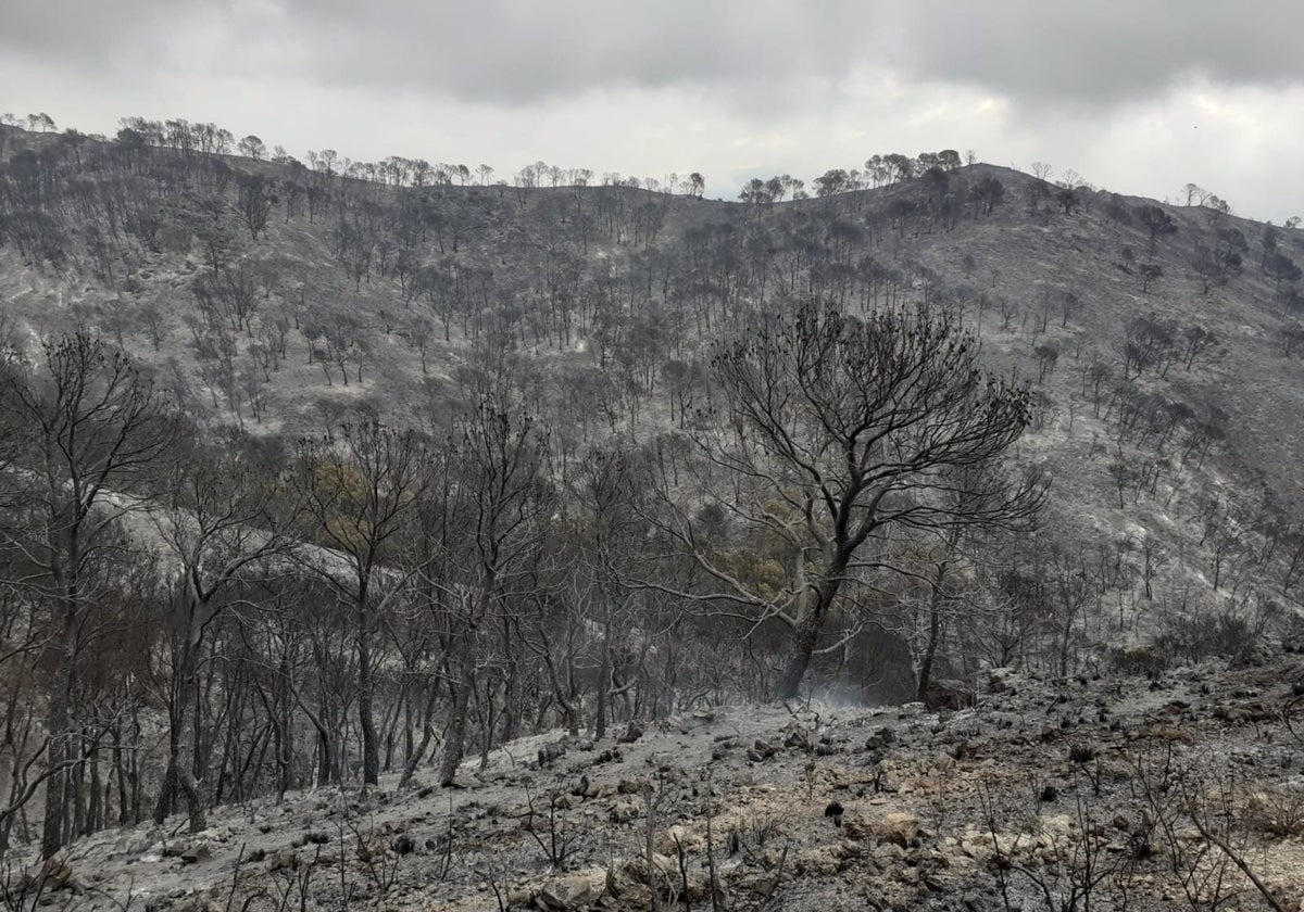 Desoladora estampa que dejó el incendio de Los Guájares, uno de los peores que ha soportado la provincia de Granada.