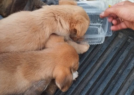 Imagen secundaria 1 - Rescate de los cachorros llamados Arafo y Candelaria