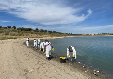 La Confederación Hidrográfica del Guadiana retira peces muertos del embalse de la Colada