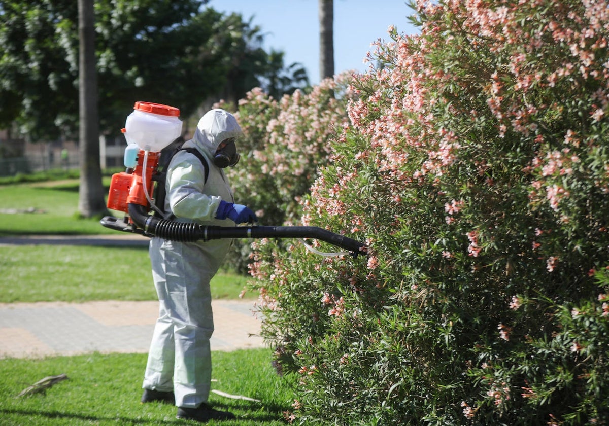 Tareas de fumigación de los mosquitos en la localidad sevillana de Coria del Río