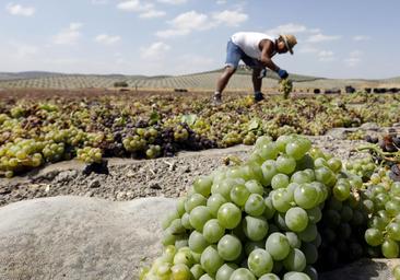 El marco Montilla-Moriles se refugia en la pasera ante la crisis de producción, con un lustro a la baja