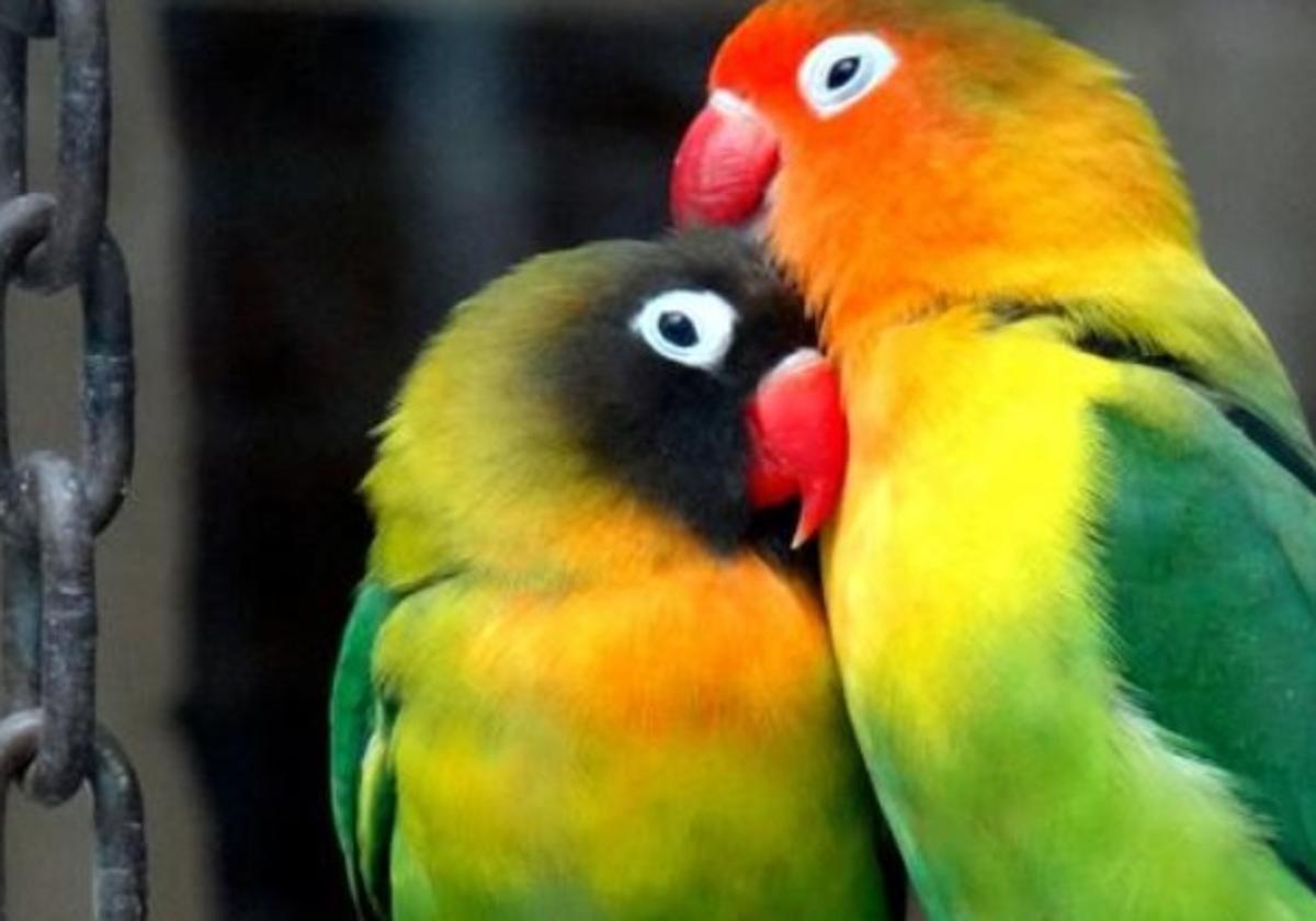 Pareja de agapornis