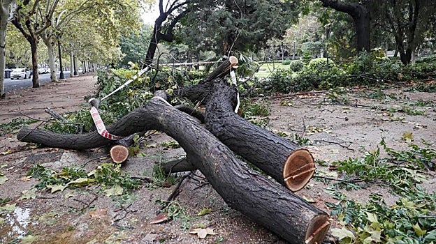 Ramas de un árbol caído en Valencia.