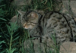 Más gato montés en la sierra de Guadarrama