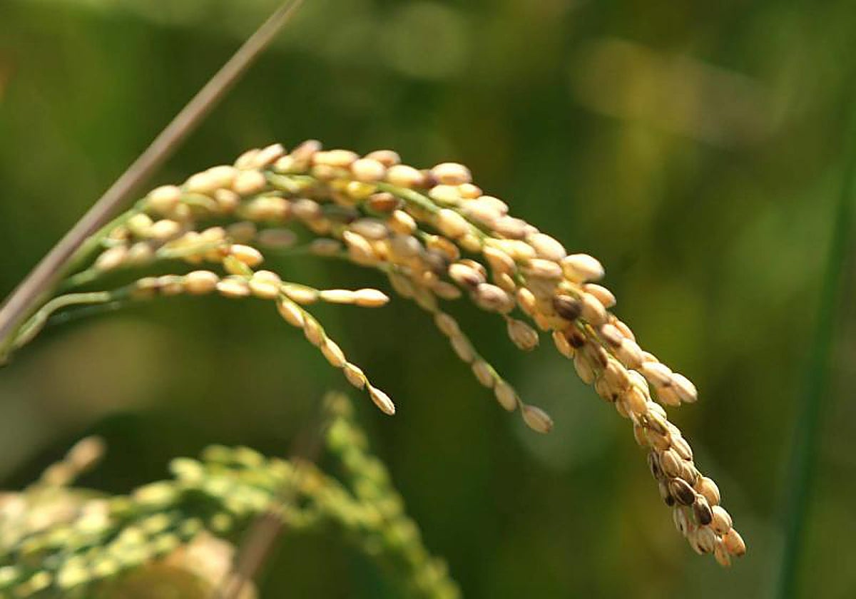Imagen de archivo de una planta de arroz cultivado en Valencia.