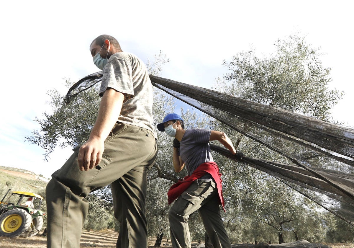 Agricultores durante la campaña de la aceituna