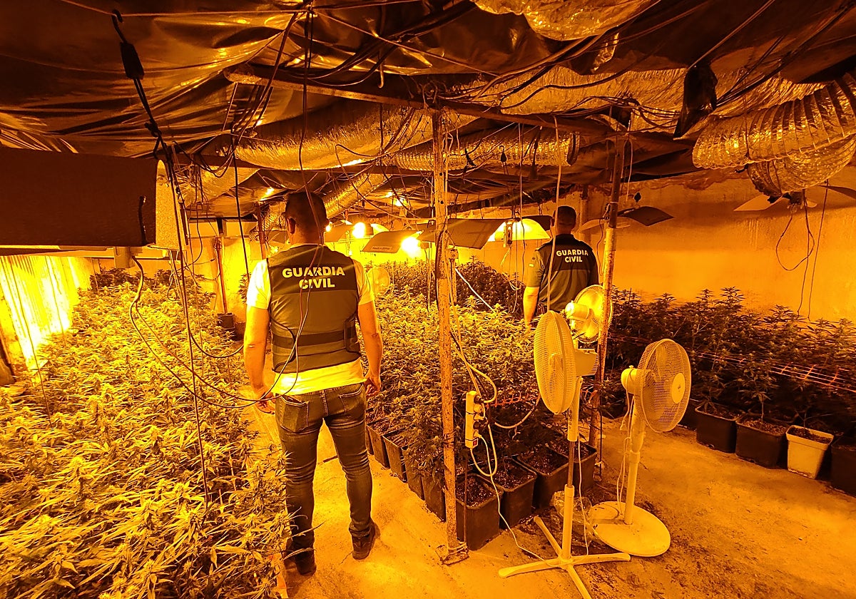 Dos agentes en el interior de la zona de la nave en Lucena con el cultivo de marihuana aprehendido