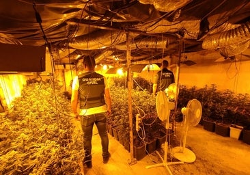 La Guardia Civil desmantela en Lucena una plantación de marihuana oculta en una nave con un millar de plantas