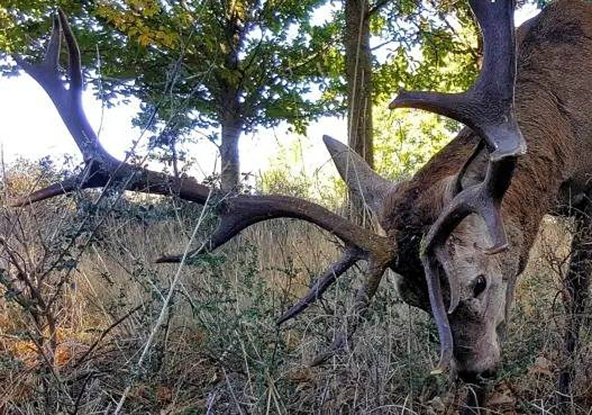 El ciervo 'Carlitos' en la fotografía difundida por sus vecinos en Change.org