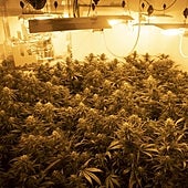 El cánnabis salta a la España vaciada y crece ilegal en cooperativas