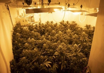 El cánnabis salta a la España vaciada y crece ilegal en cooperativas