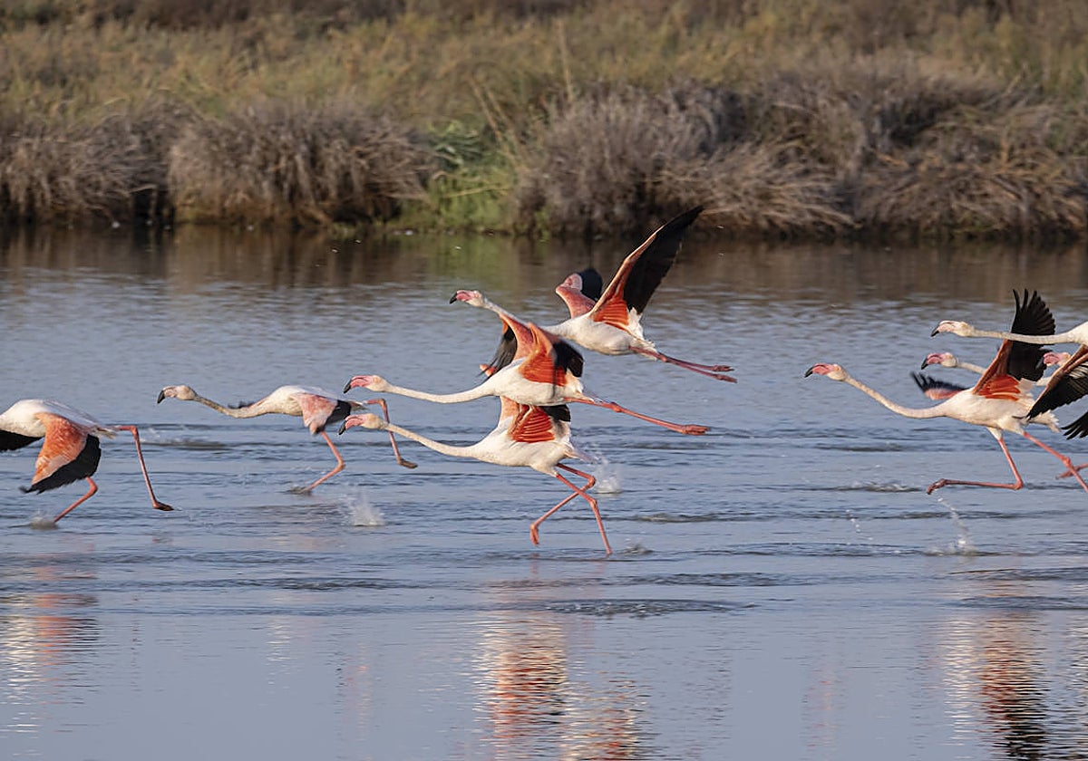 Flamencos sobrevuelan el humedal de la finca de Veta la Palma, que se incorporará al Parque de Doñana