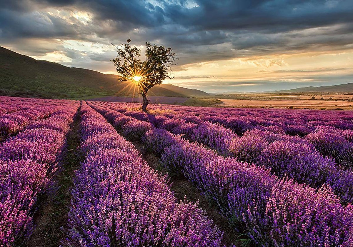 Campo de lavanda en Brihuega, en Guadalajara
