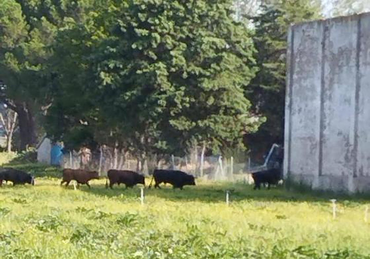 Los toros que se escaparon del matadero