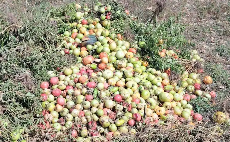 Imagen principal - Una montaña de tomates destrozados por el granizo que, este lunes, arrasó con varias huertas en la localidad de Lozoya;  En las imágenes, el agricultor Jorge López muestra los destrozos y bolas congeladas en su finca ecológica, Ecos del Lozoya.