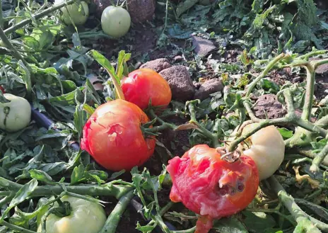 Imagen secundaria 1 - Una montaña de tomates arruinados por el granizo que, este lunes, arrasó con varias huertas en la localidad de Lozoya;  En las imágenes, el agricultor Jorge López muestra los destrozos y bolas congeladas en su finca ecológica, Ecos del Lozoya.