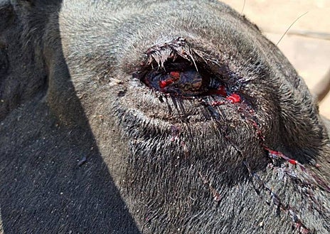 Imagen secundaria 1 - Los animales afectados por la EHE, incluidos los terneros al nacer, presentan múltiples síntomas como ojos rojos o llagas en la boca