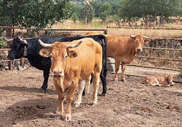 Enfermedad Hemorrágica Epizoótica: «El Covid de las vacas» que los ganaderos ven la «puntilla» al sector