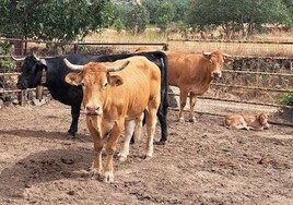Enfermedad Hemorrágica Epizoótica: «El Covid de las vacas» que los ganaderos ven la «puntilla» al sector