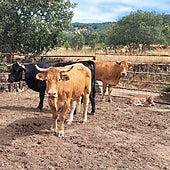 Enfermedad Hemorrágica Epizoótica: «El Covid de las vacas» que los ganaderos ven la «puntilla» al sector
