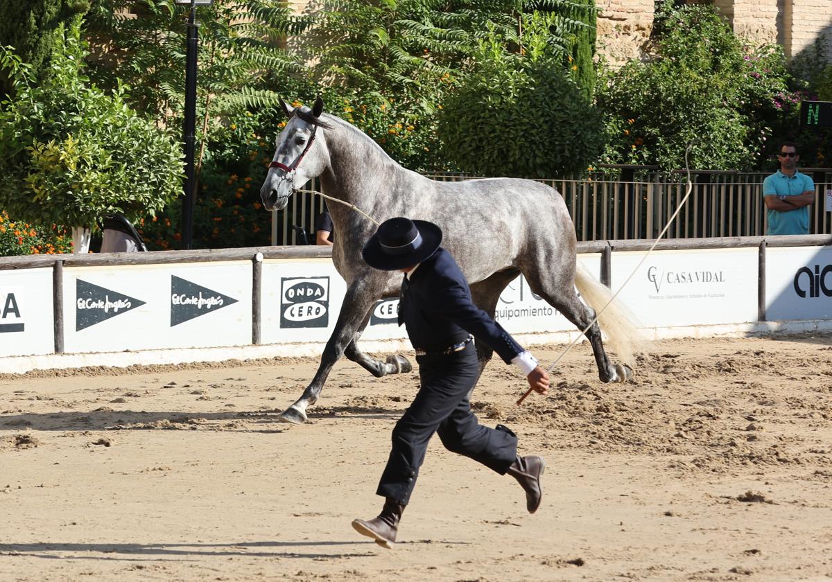 Imagen de la pasada edición del Concurso Morfológico de Cabalcor