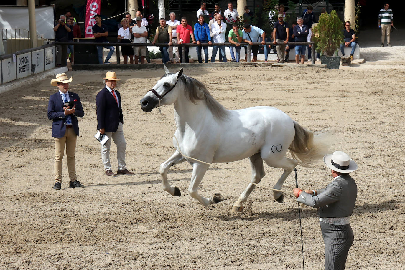 Fotos: El Concurso Morfológico de Cabalcor en Córdoba