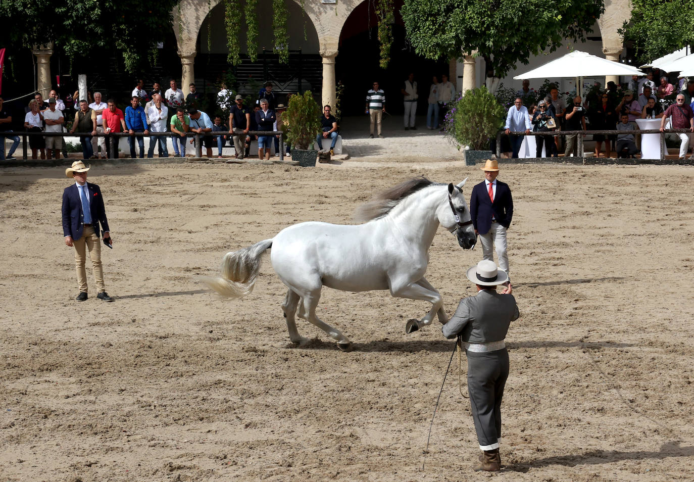 Fotos: El Concurso Morfológico de Cabalcor en Córdoba